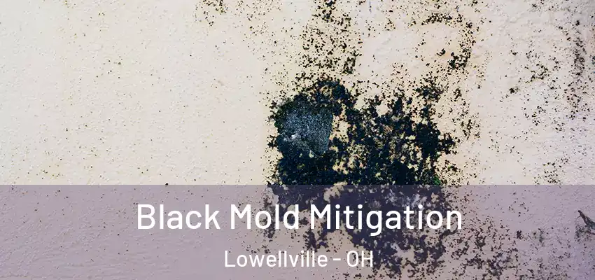 Black Mold Mitigation Lowellville - OH