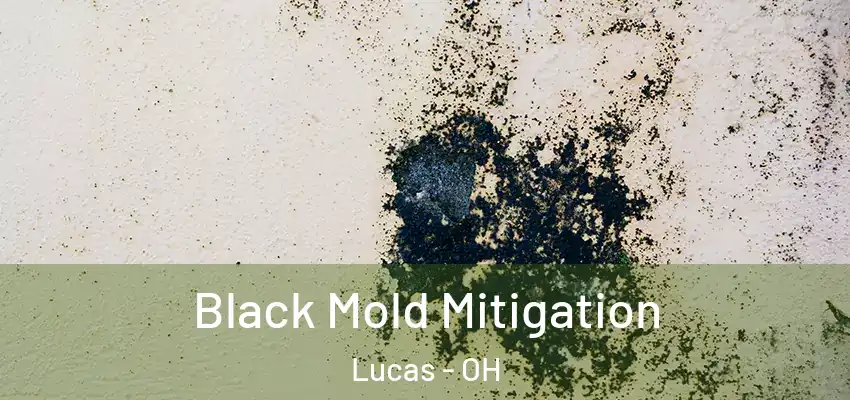 Black Mold Mitigation Lucas - OH