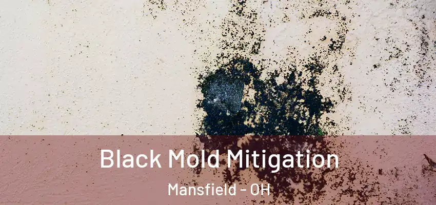  Black Mold Mitigation Mansfield - OH