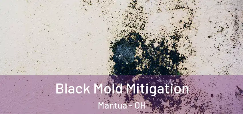 Black Mold Mitigation Mantua - OH