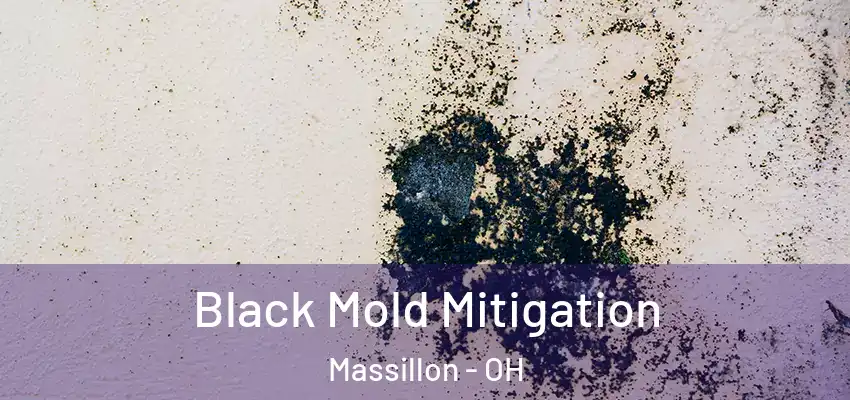  Black Mold Mitigation Massillon - OH