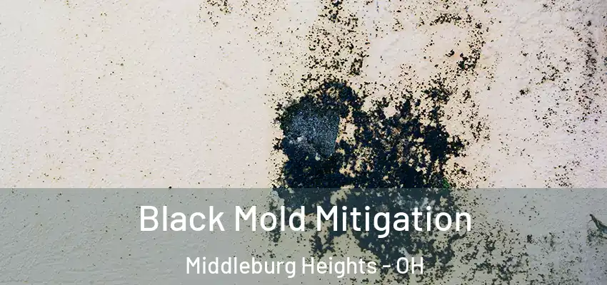 Black Mold Mitigation Middleburg Heights - OH