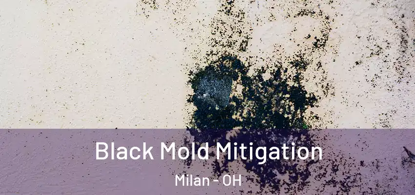  Black Mold Mitigation Milan - OH