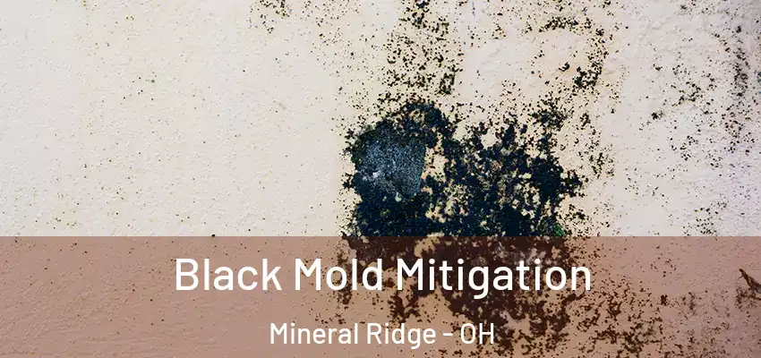 Black Mold Mitigation Mineral Ridge - OH