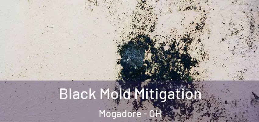 Black Mold Mitigation Mogadore - OH