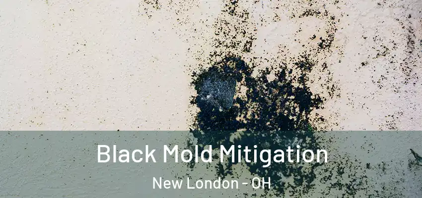 Black Mold Mitigation New London - OH