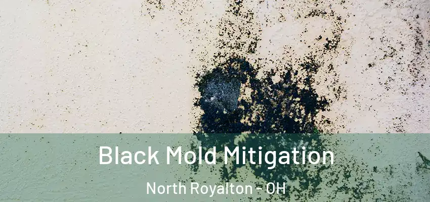 Black Mold Mitigation North Royalton - OH