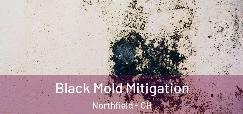  Black Mold Mitigation Northfield - OH