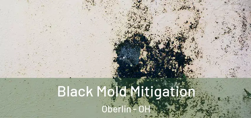  Black Mold Mitigation Oberlin - OH