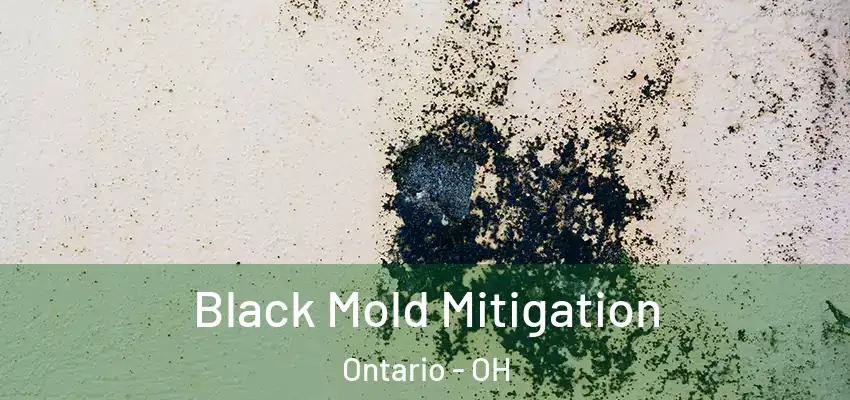 Black Mold Mitigation Ontario - OH