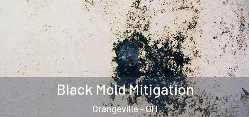 Black Mold Mitigation Orangeville - OH