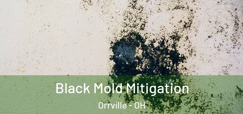  Black Mold Mitigation Orrville - OH
