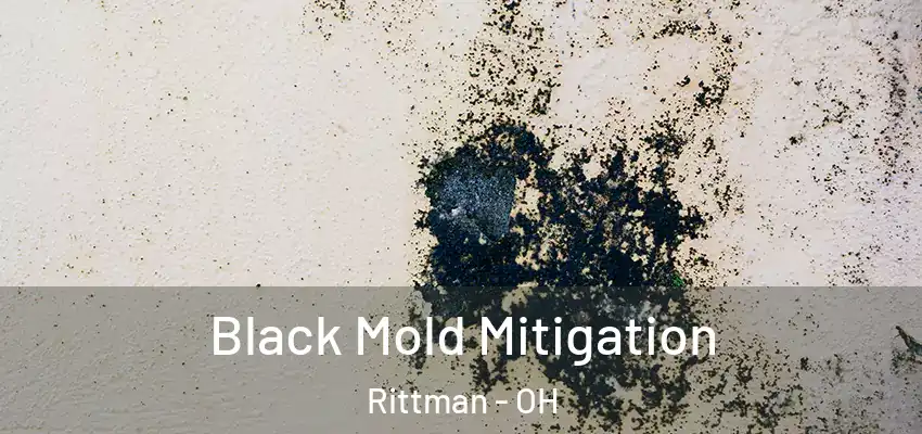  Black Mold Mitigation Rittman - OH