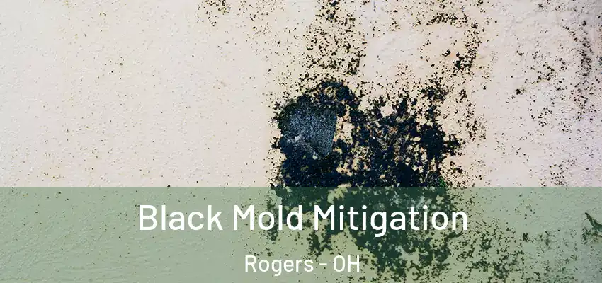  Black Mold Mitigation Rogers - OH