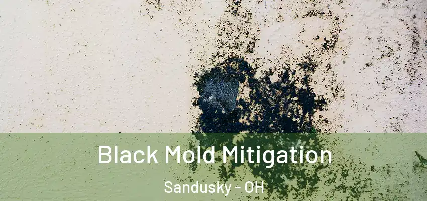  Black Mold Mitigation Sandusky - OH