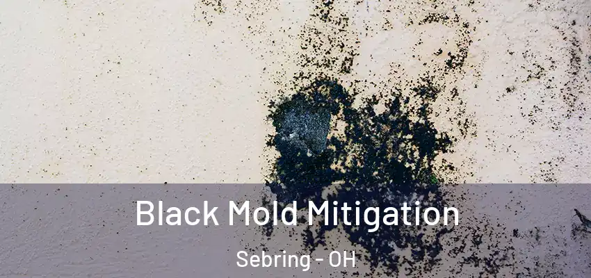  Black Mold Mitigation Sebring - OH