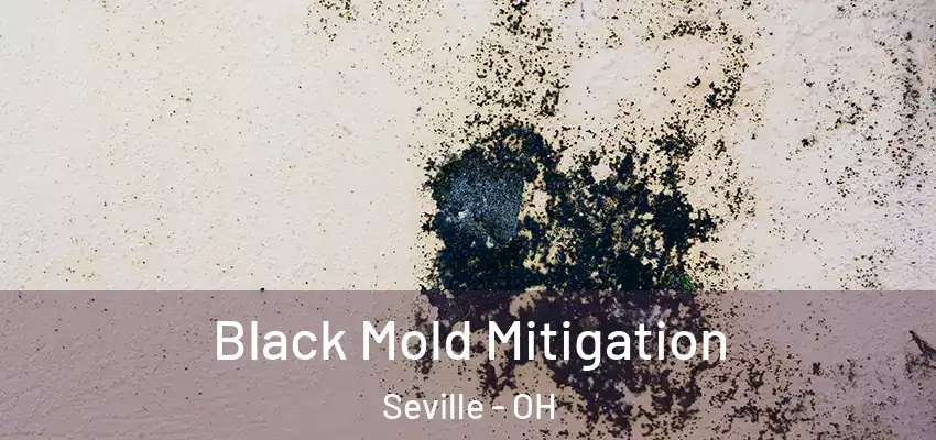  Black Mold Mitigation Seville - OH