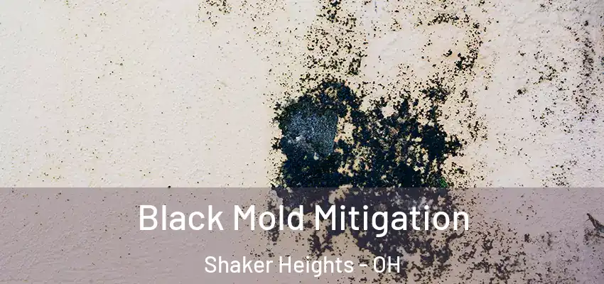 Black Mold Mitigation Shaker Heights - OH