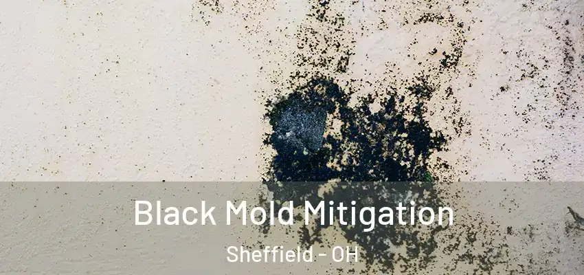  Black Mold Mitigation Sheffield - OH