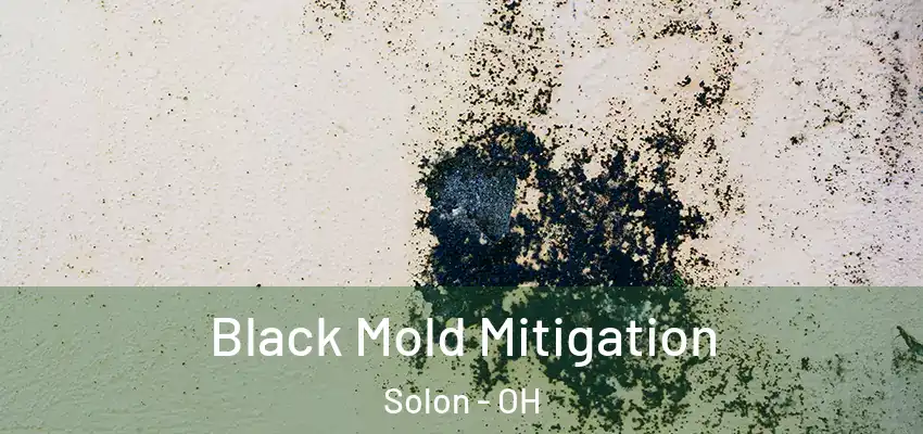  Black Mold Mitigation Solon - OH