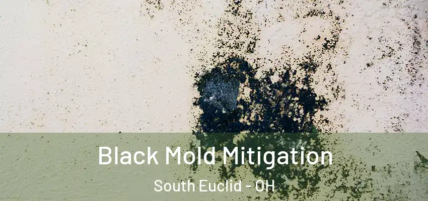 Black Mold Mitigation South Euclid - OH