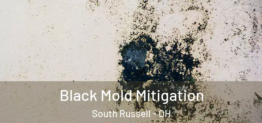 Black Mold Mitigation South Russell - OH