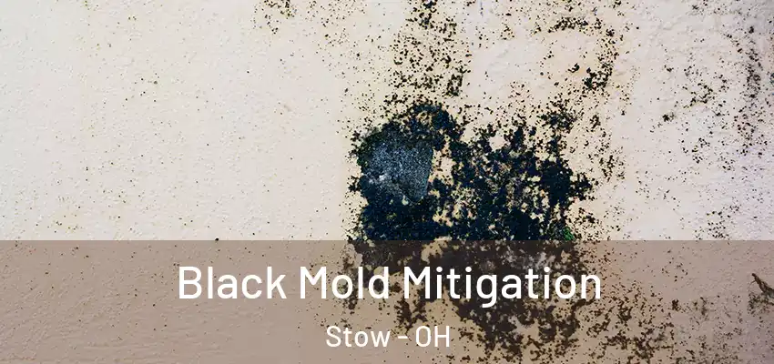  Black Mold Mitigation Stow - OH