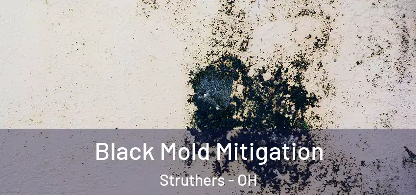  Black Mold Mitigation Struthers - OH
