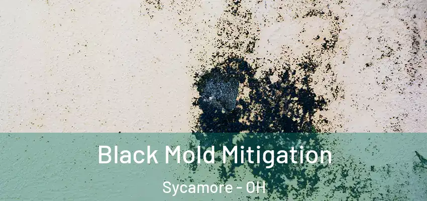 Black Mold Mitigation Sycamore - OH