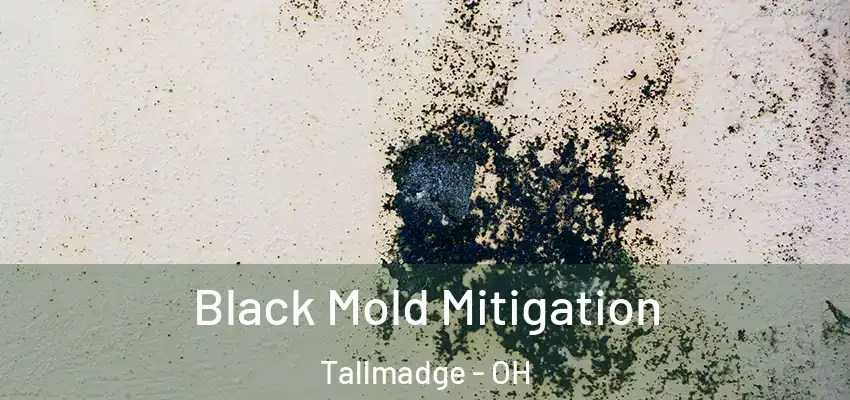 Black Mold Mitigation Tallmadge - OH