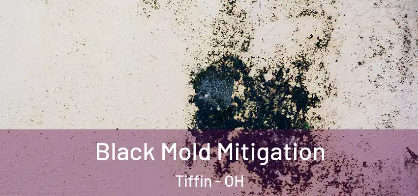 Black Mold Mitigation Tiffin - OH