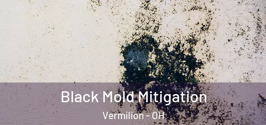Black Mold Mitigation Vermilion - OH