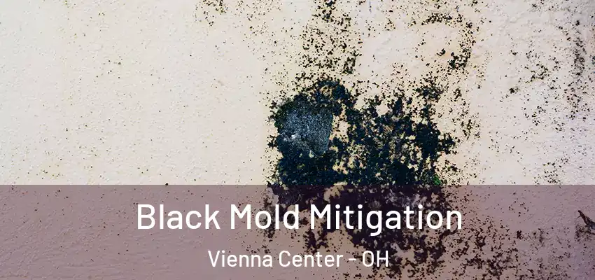 Black Mold Mitigation Vienna Center - OH