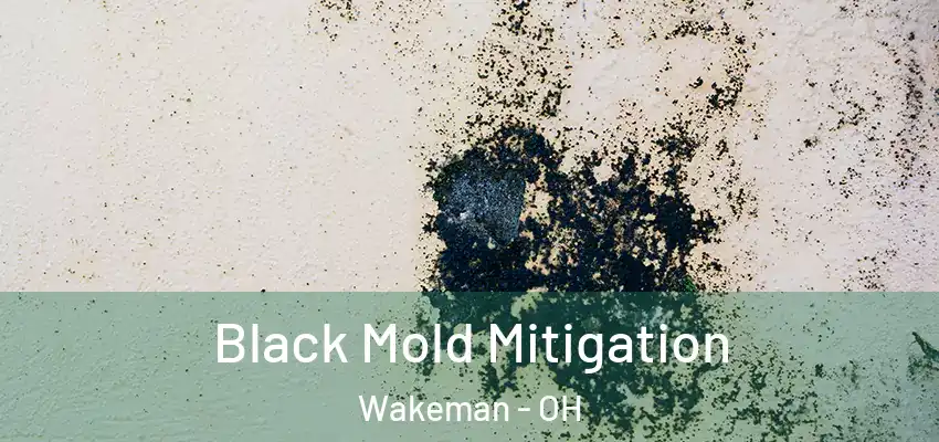  Black Mold Mitigation Wakeman - OH