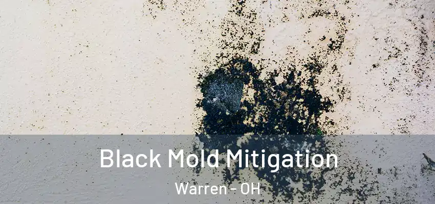  Black Mold Mitigation Warren - OH