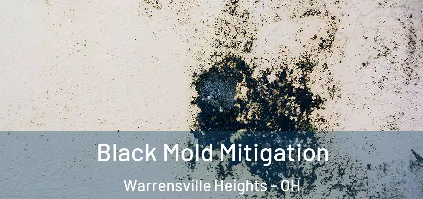  Black Mold Mitigation Warrensville Heights - OH