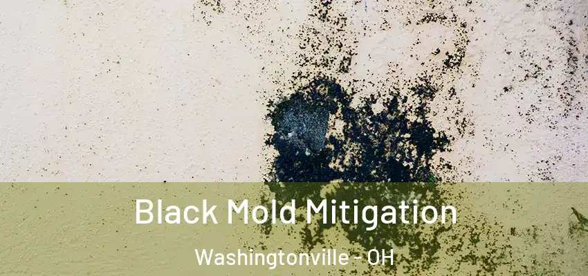Black Mold Mitigation Washingtonville - OH