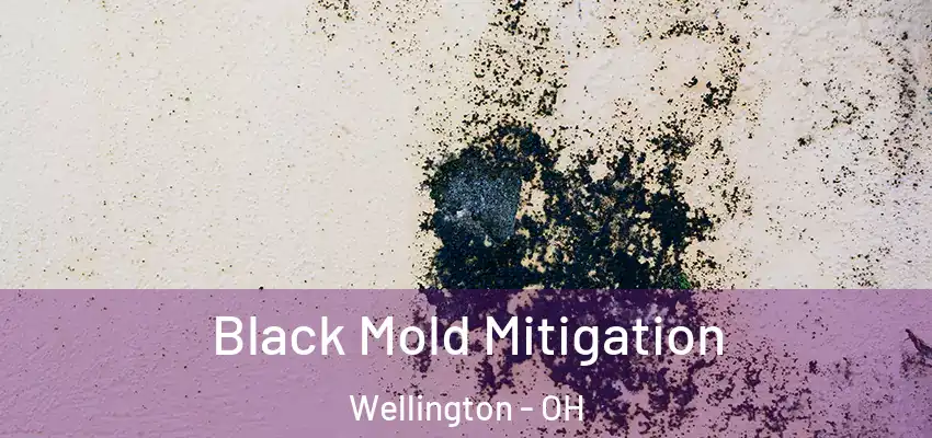 Black Mold Mitigation Wellington - OH