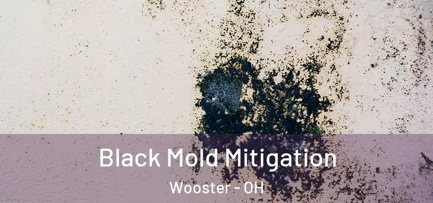 Black Mold Mitigation Wooster - OH