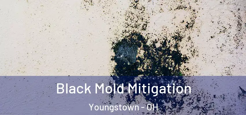 Black Mold Mitigation Youngstown - OH