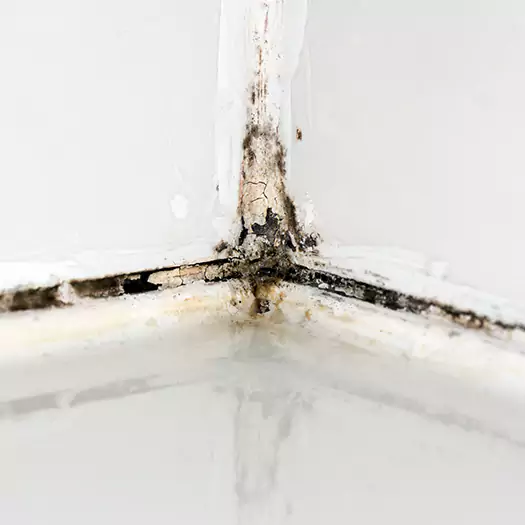 Trusted Black Mold in Shower Experts in Wooster, OH