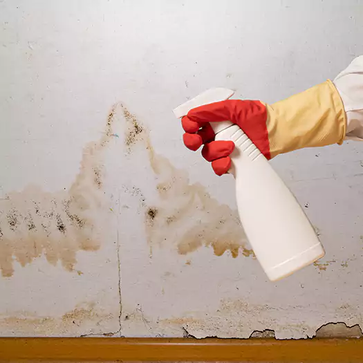 Trusted Black Mold Mitigation Specialists in Wooster, OH