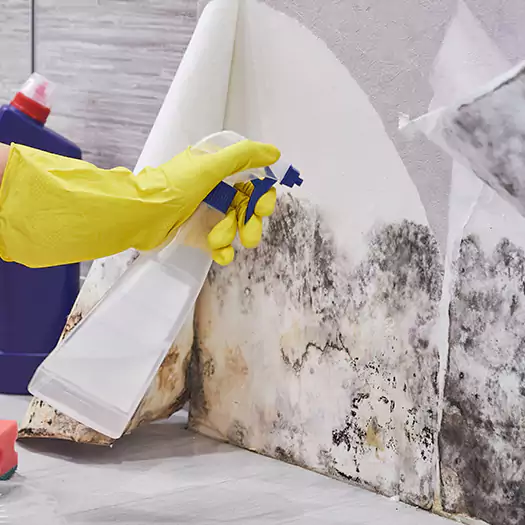 Reliable Mold Abatement Specialists in Wooster, OH