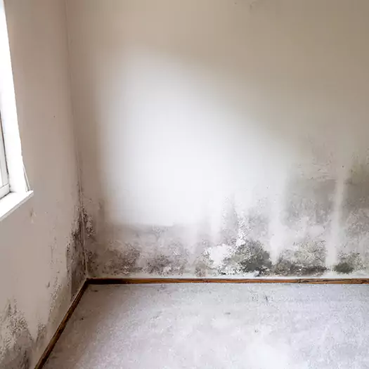 Trusted Mold Cleanup Specialists in Wooster, OH