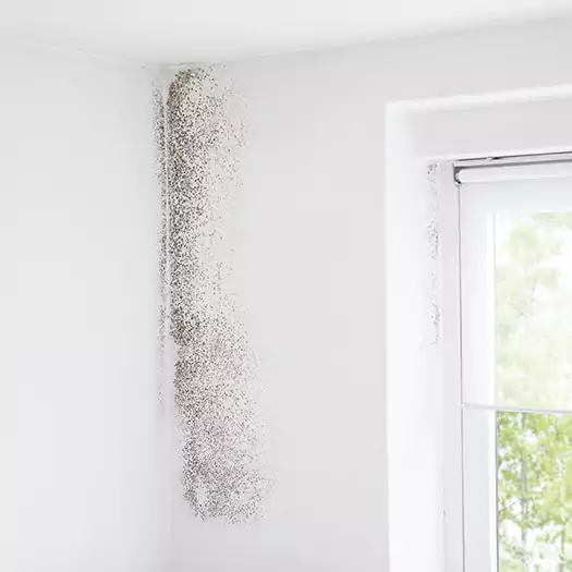 Trusted Mold Eradication Professionals Serving in Wooster, OH