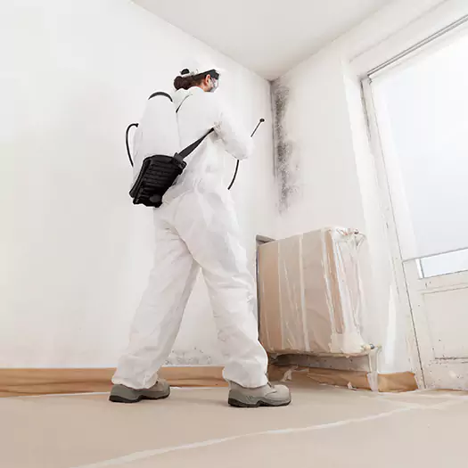 Experienced Mold & Mildew Specialists in Wooster, OH