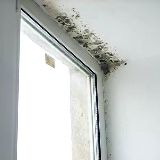 Experienced Mold Mitigation Specialists in Wooster, OH