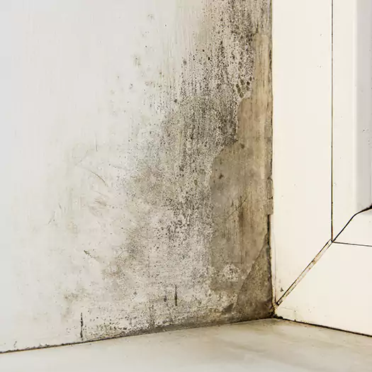 Skilled Mold on Drywall Experts in Wooster, OH