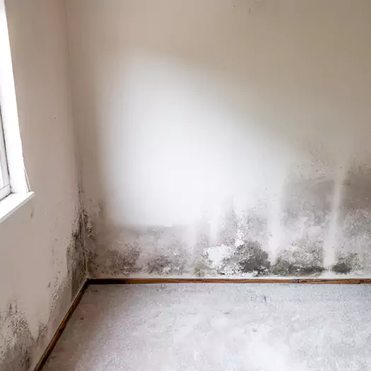 Trusted Mold on the Wall Experts in Wooster, OH