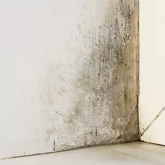 #1 Mold Remediation and Removal Experts in Wooster, OH